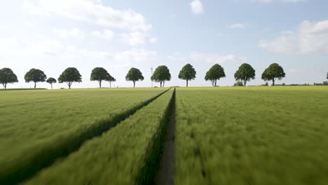 aerial drone backward moving shot over a narrow path surrounded by green farmlands, leading to a road in brunswick, germany at daytime