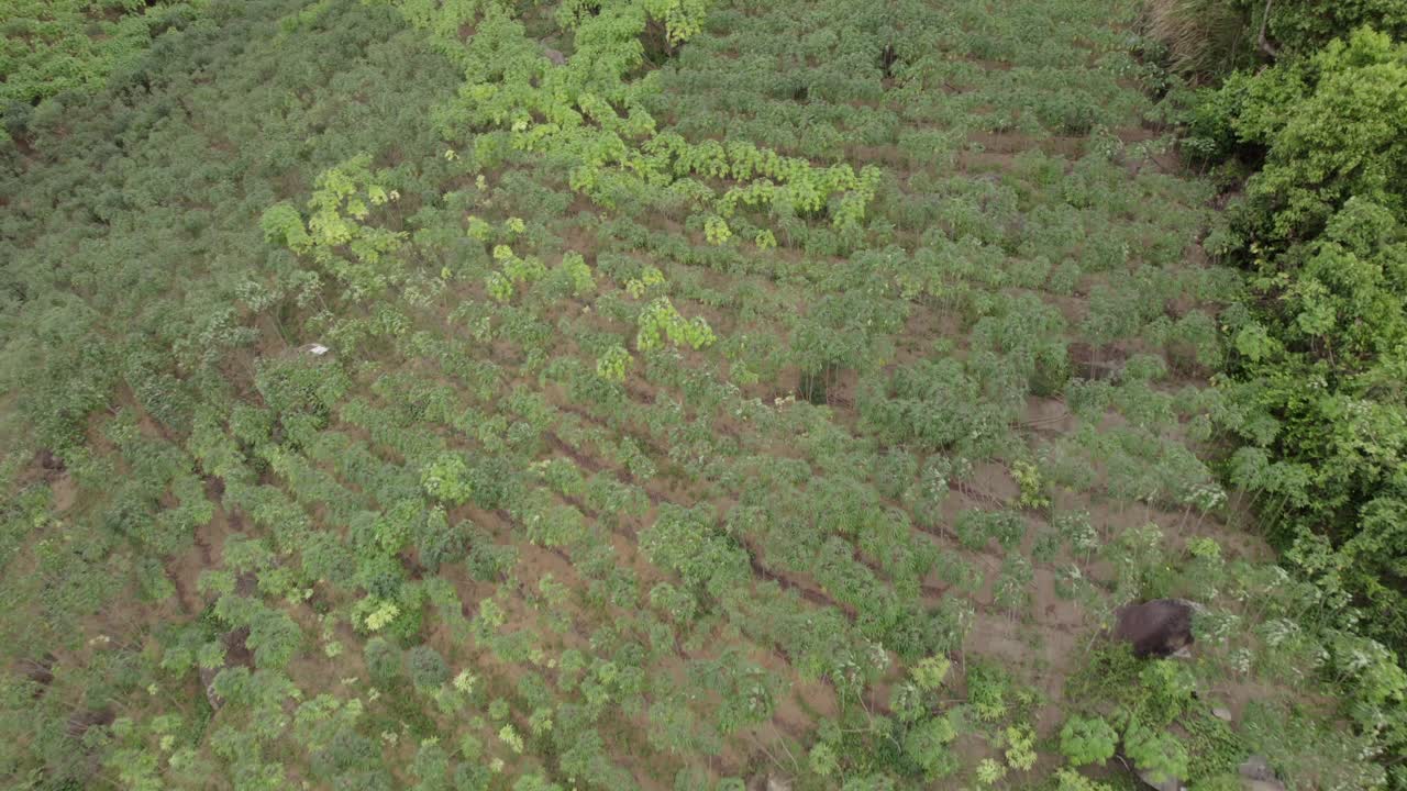 Drone footage of cassava farm on Mahe island, Seychelles 30 fps 002