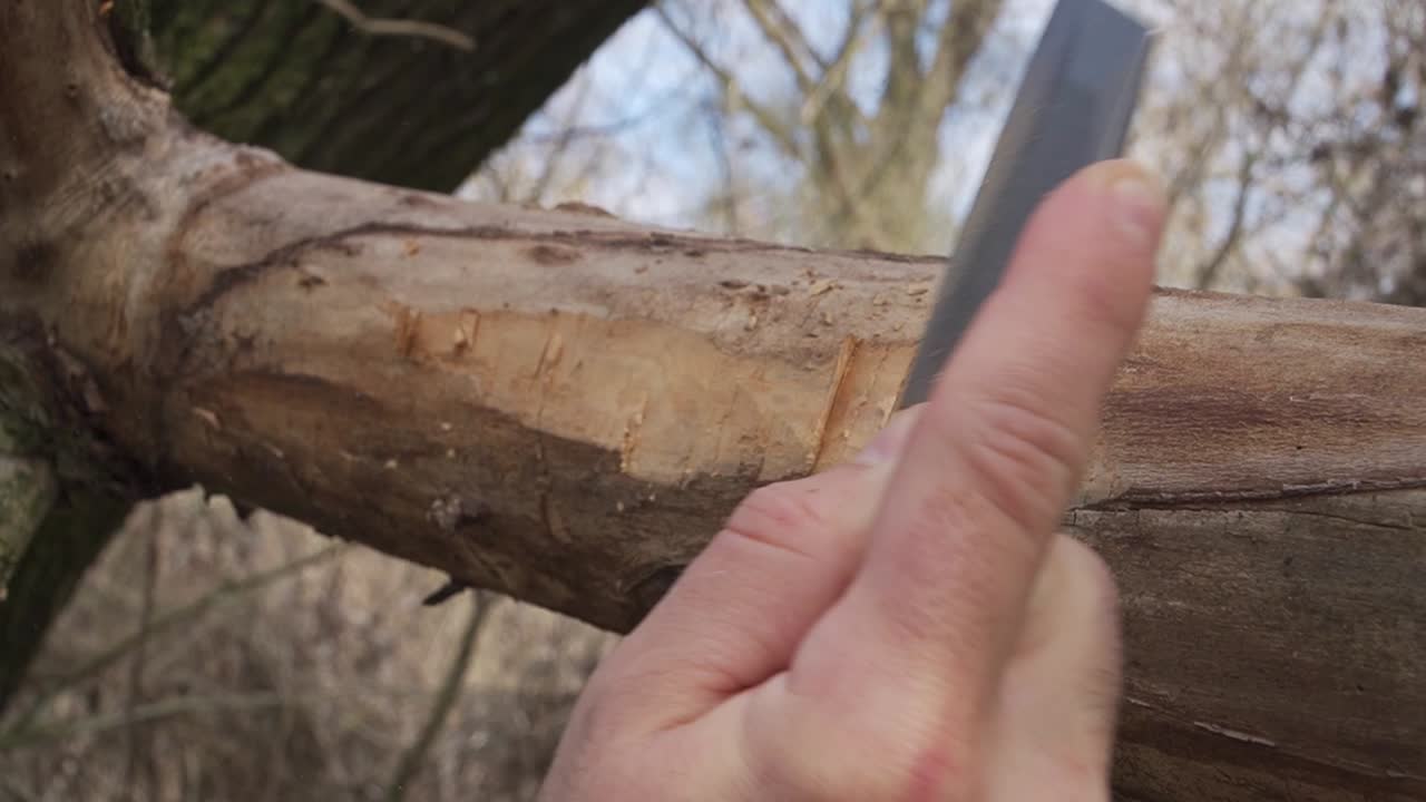 Close-up of a hand carving fresh marks into a tree branch using a small blade. Natural textures and forest background. Ideal for survival, bushcraft, or educational content.