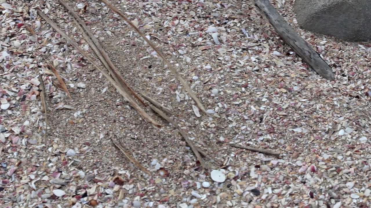 пляжный песок, битые ракушки и коряга на пляже глен гарифф