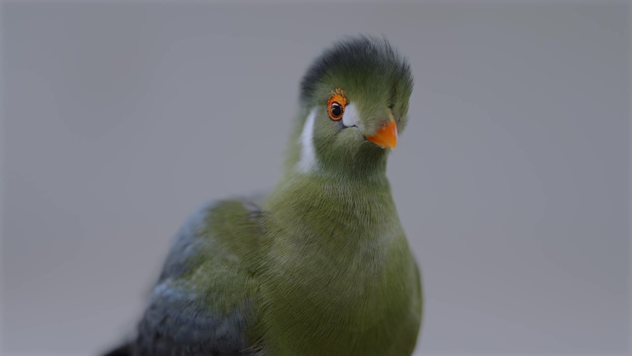 Primo piano di un turaco guancebianche all'interno di un bar ornitologico in Giappone, che mostra la cattività di uccelli esotici, l'illuminazione artificiale e le crescenti preoccupazioni per il benessere degli animali