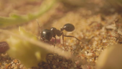 Close-up-footage-of-ants