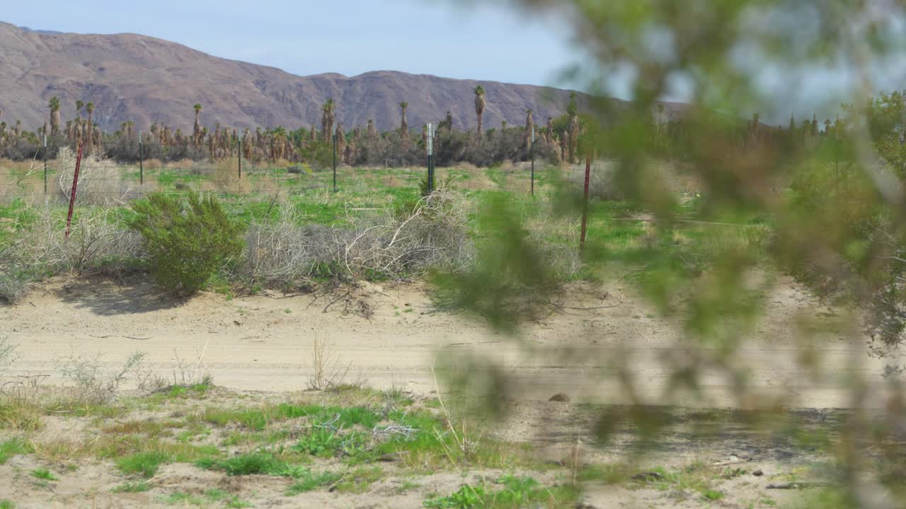 un camino de arena rodeado de montañas rocosas, arbustos verdes exuberantes y flores, así como una vieja valla oxidada en el desierto de anza borrego.