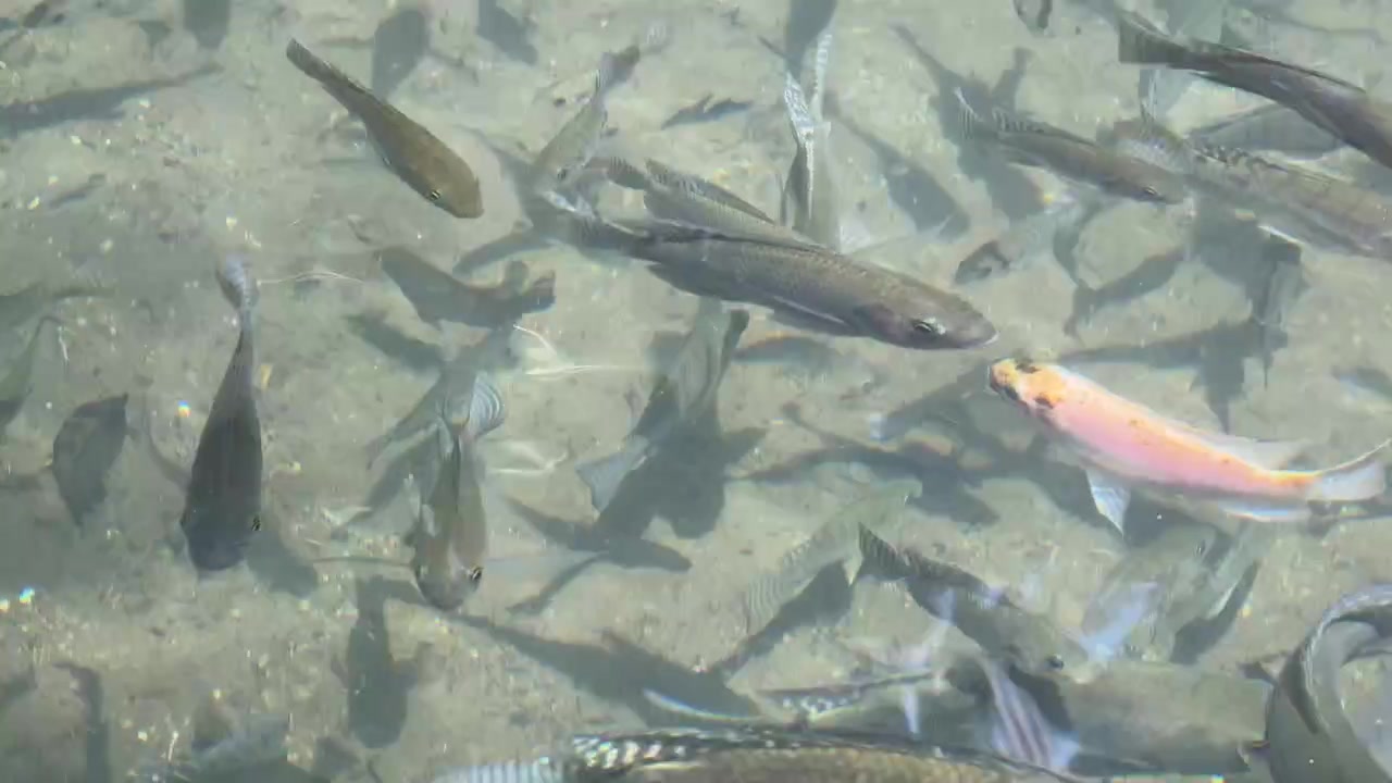 Stim av tilapia som simmar i klart grunt vatten