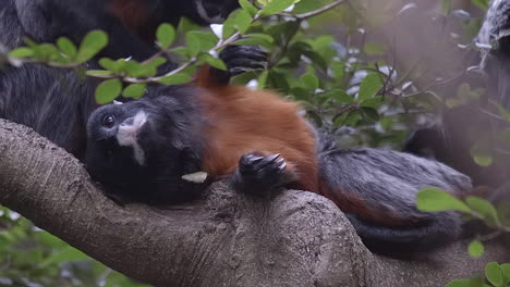 Rot-Aufgeblähter-Tamarin,-Der-Auf-Baumast-Liegt