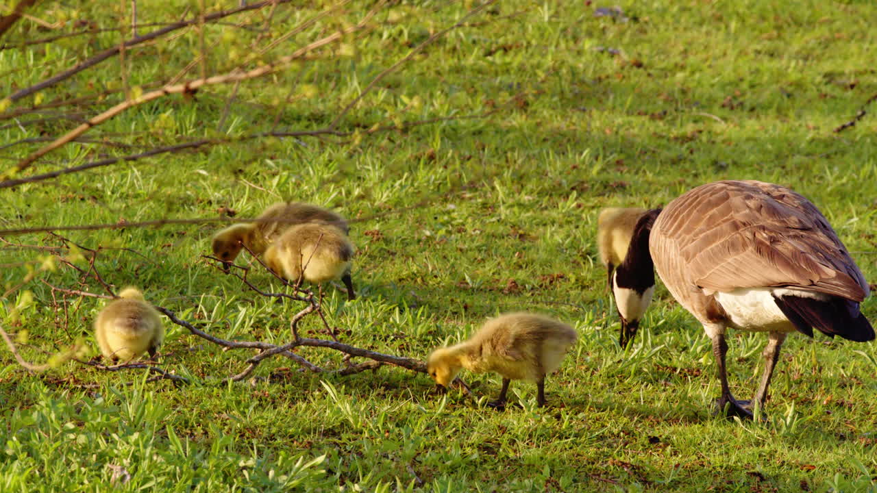 Canada's newborn geese are seen learning to move, eat, and swim in their first slow-motion moments.