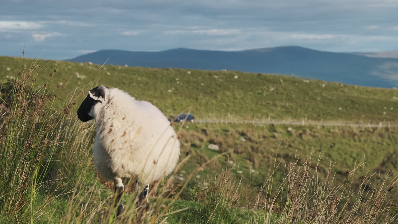 ирландские овцы пасутся на обочине сельской шоссейной дороги
