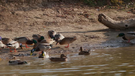 ducks feeding on the shore of a lake