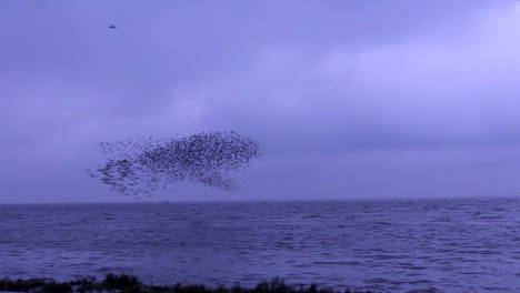 Swooping-Knot-In-Murmuration-With-Coordinated-Patterns-Changing-Direction-Together-In-Snettisham,-Norfolk,-England