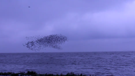 Sturzflugknoten-In-Murmuration-Mit-Koordinierten-Mustern,-Die-Gemeinsam-Die-Richtung-In-Snettisham,-Norfolk,-England,-ändern