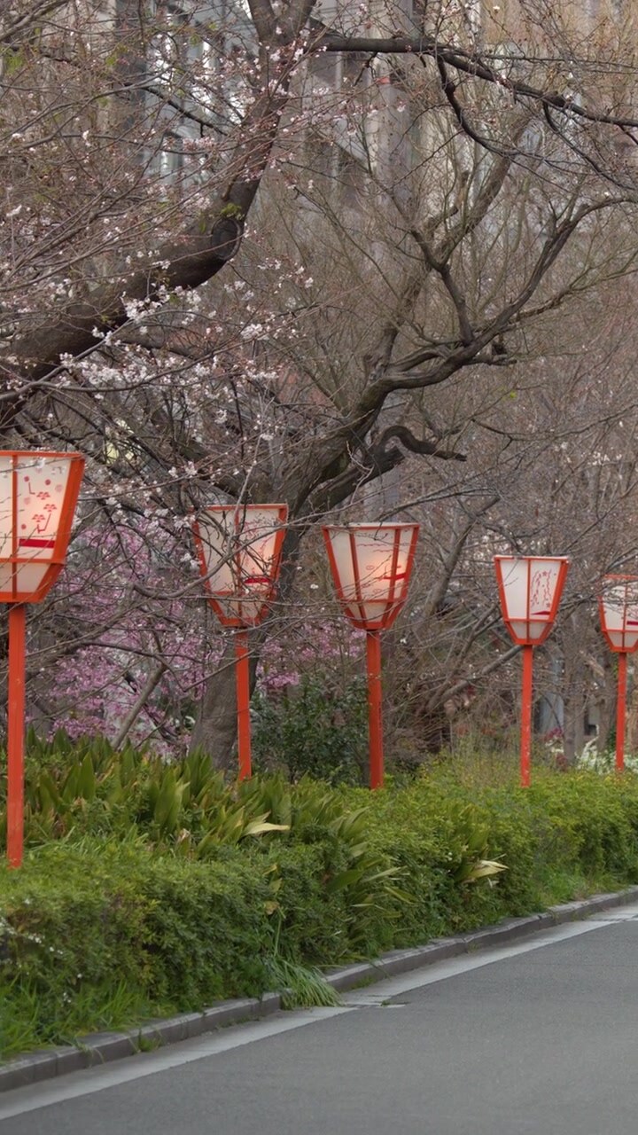 Lanterne rosse tradizionali fiancheggiano una strada con ciliegi in fiore e pedoni a Kyoto, Giappone
