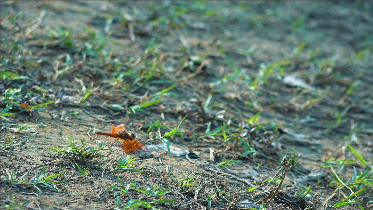 Medium Shot of Dragonfly Still with Moving Abdomen