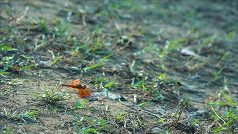 Medium-Shot-of-Dragonfly-Still-with-Moving-Abdomen