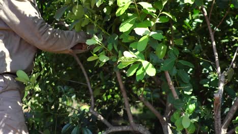 Up-close-slow-motion-harvest-of-crop-plant-yerba-mate-in-Argentina