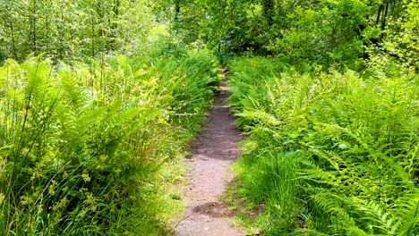 Walking-on-forest-trail-path-through-green-ferns-and-trees-in-woodland-environment-of-nature-reserve-on-the-Somerset-Levels-in-England-UK