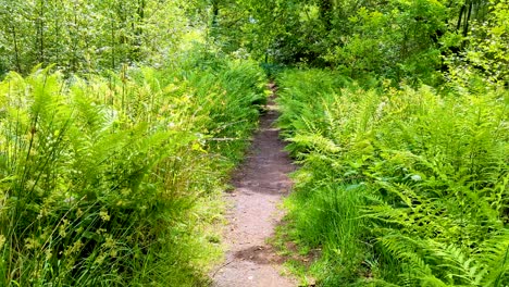 caminar por el sendero del bosque a través de helechos verdes y árboles en el entorno forestal de la reserva natural en los niveles de somerset en inglaterra, reino unido