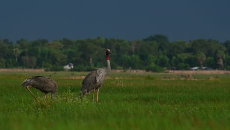 Eastern-Sarus-Crane,-Antigone-antigone-sharpii