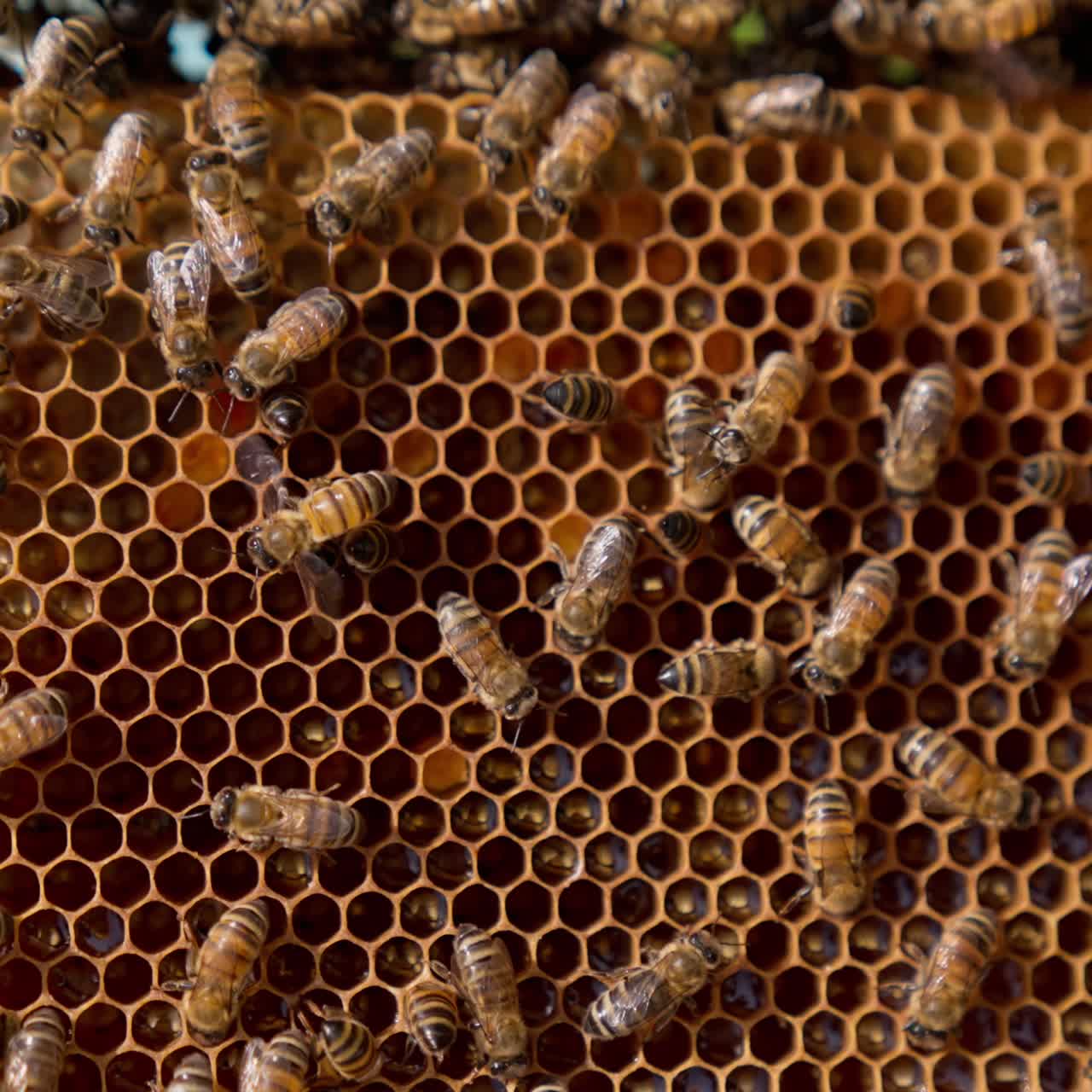 Honeycombs with the larvae in the cells and working bees o top. Insects crawling by the wax and some of them waving wings for ventilation. Close up