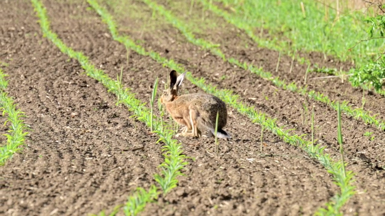 A European hare feeds on young shoots between crop rows and then hops away across the field