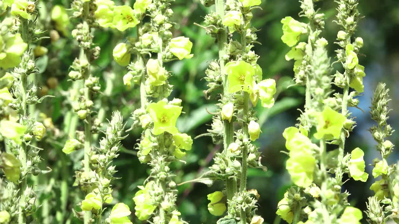 The majestic flowers of the verbascum mullein moving gently in the breeze