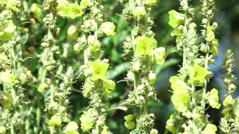 the majestic flowers of the verbascum mullein moving gently in the breeze