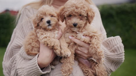 una mujer con un suéter cálido sostiene dos lindos cachorros marrones en sus manos