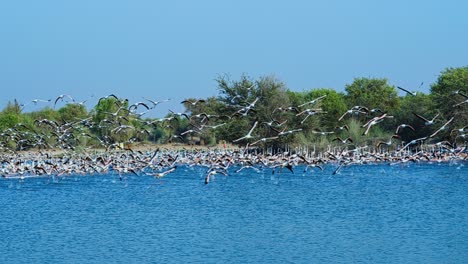 Flamingoes-rise-from-tranquil-waters,-breathtaking-spectacle-against-the-blue-sky