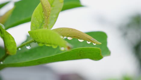 Nahaufnahme-Von-Wassertropfen,-Die-Sich-Nach-Dem-Regen-Auf-Dem-Fokushimmelshintergrund-In-Grüne-Blätter-Eingraben