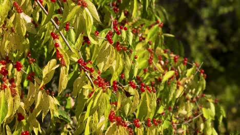 red berries and leaves on a warm fall day