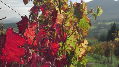 Vines-of-vineyard-showing-beautiful-fall-colours---close-up-pan