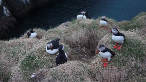 papagaios atlánticos en los acantilados de borgafjordur eystri en el este de islandia