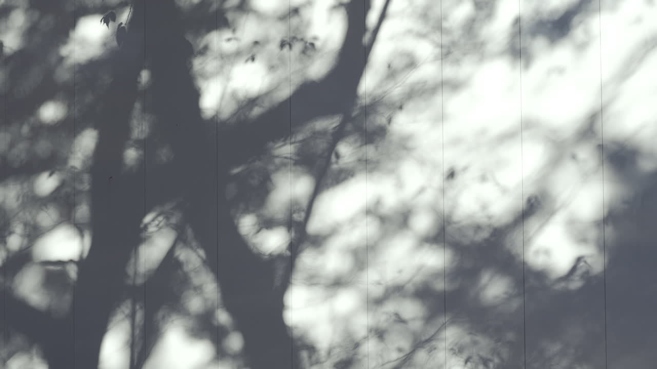 Soft shadows of tree leaves moving on a light-colored building wall