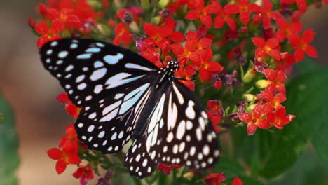 Bai-Orchideen-Schmetterlingsbauernhof,-Gemütlich,-Leuchtend-Hellblau,-Atemberaubender-Schmetterling-In-Zeitlupe-Auf-Orange-roter-Blume,-Gewächshaus,-Vielfalt,-Pflanzen,-Blumen,-Orchideen,-Chang-Mai,-Thailand,-Monarchenflügel,-Der-Unglaublich-Schlägt