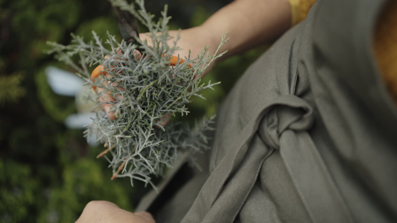 Gardener trimming a plant in apron