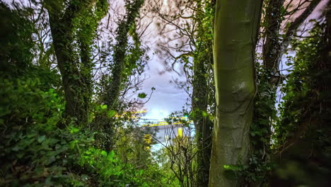 shot of loading and unloading in deep sea port in timelapse through tree branches during evening time