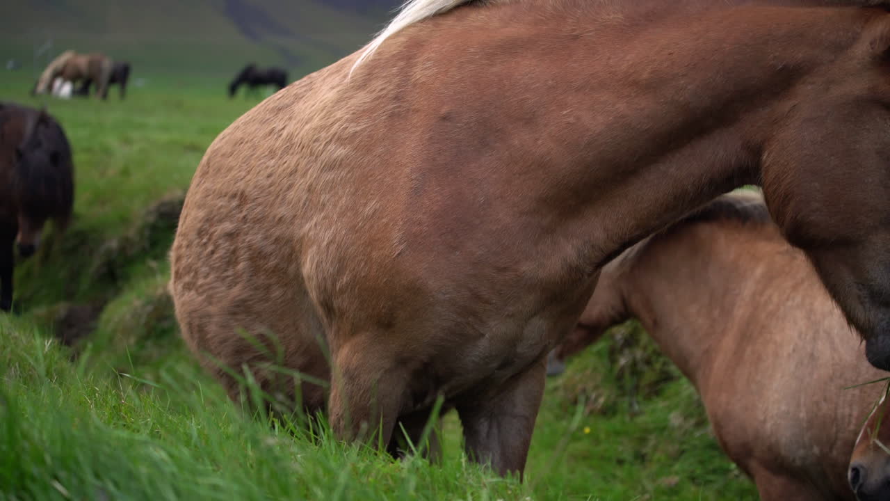 caballo islandés en la naturaleza escénica de islandia.