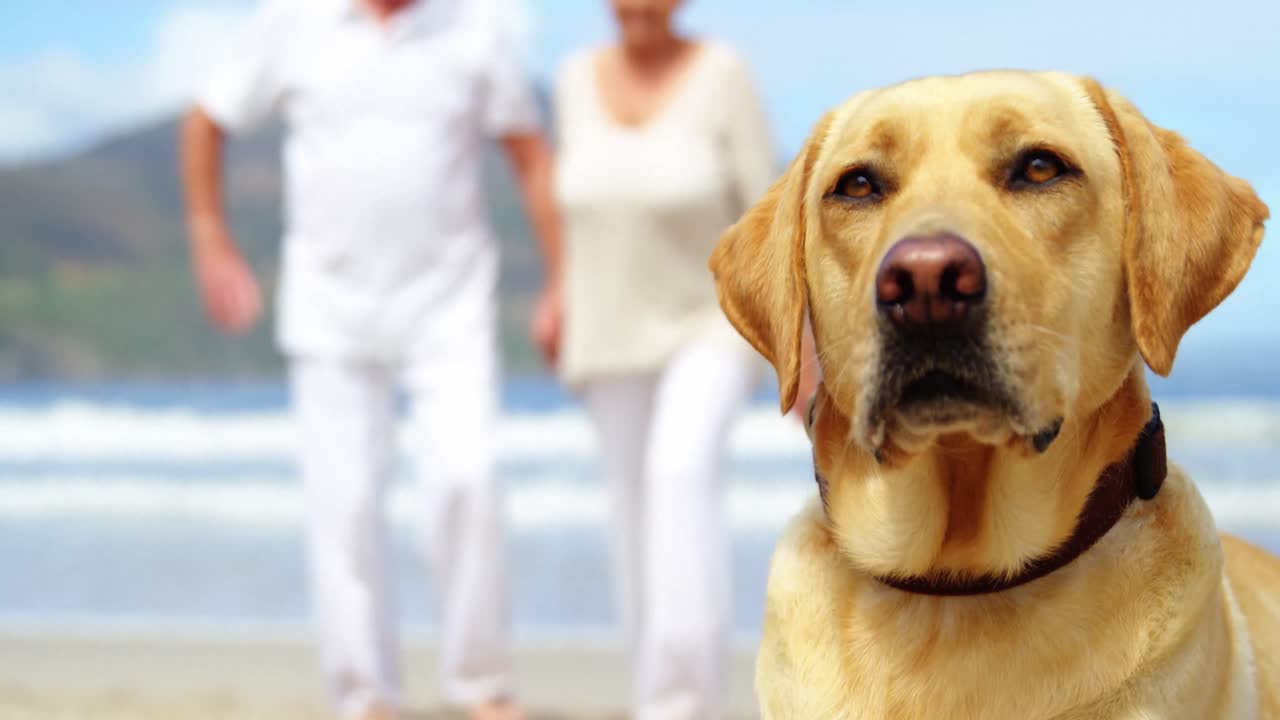 해변에서 휴식을 취하는 강아지