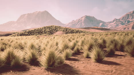 desert landscape between mountains with low bushes under clear sky