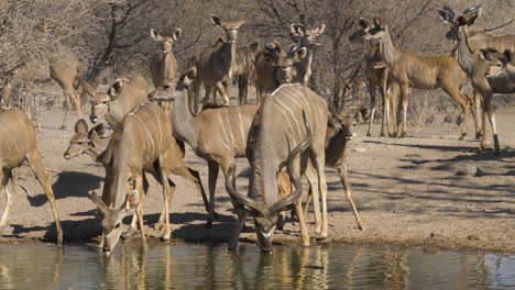 young kudu calves walk up to a watering hole as older members of the herd stand behind them watching