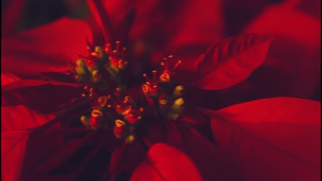close-up of a red poinsettia
