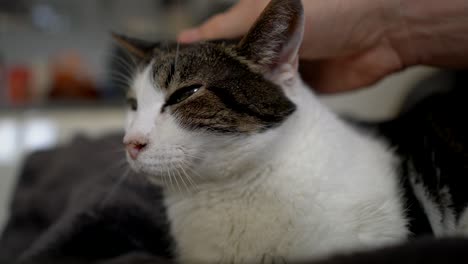 close up shot a man strokes his white black cat at home during quarantine time