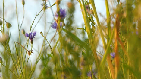 Filmischer-Dolly-Entlang-Wiesengras-Mit-Violetten-Blumen-Während-Des-Sonnenuntergangslichts-Zur-Goldenen-Stunde