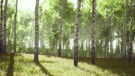 árboles de abedul en la hierba verde
