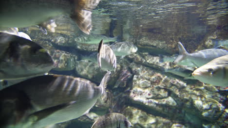 slow motion of big fishes in an aquarium with rocks in background. montpellier