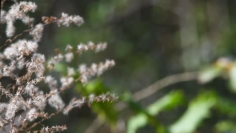 enfoque selectivo en la planta de vara dorada seca en primer plano con el fondo verde borroso de la naturaleza