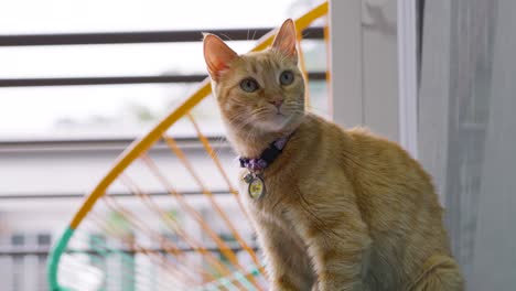 alert ginger cat with a pet collar grooming itself