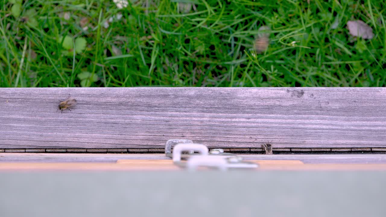 벌집에 들어가고 나가는 꿀벌