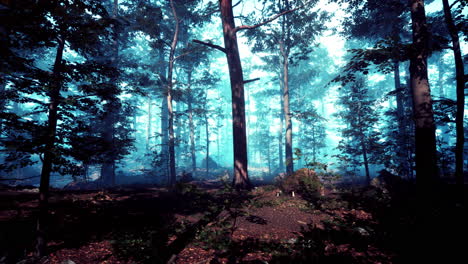 misty forest