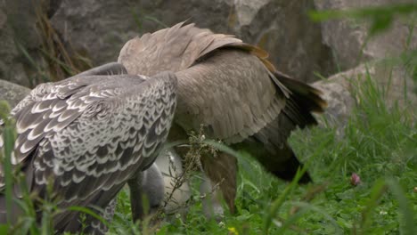 Zwei-Weißrückengeier,-Die-Sich-An-Einem-Toten-Kadaver-Ernähren