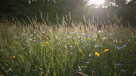 beautiful meadow flowers in sunlight